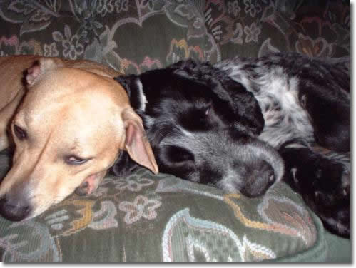 squirt and luca rescue gallery.jpg (31401 bytes)